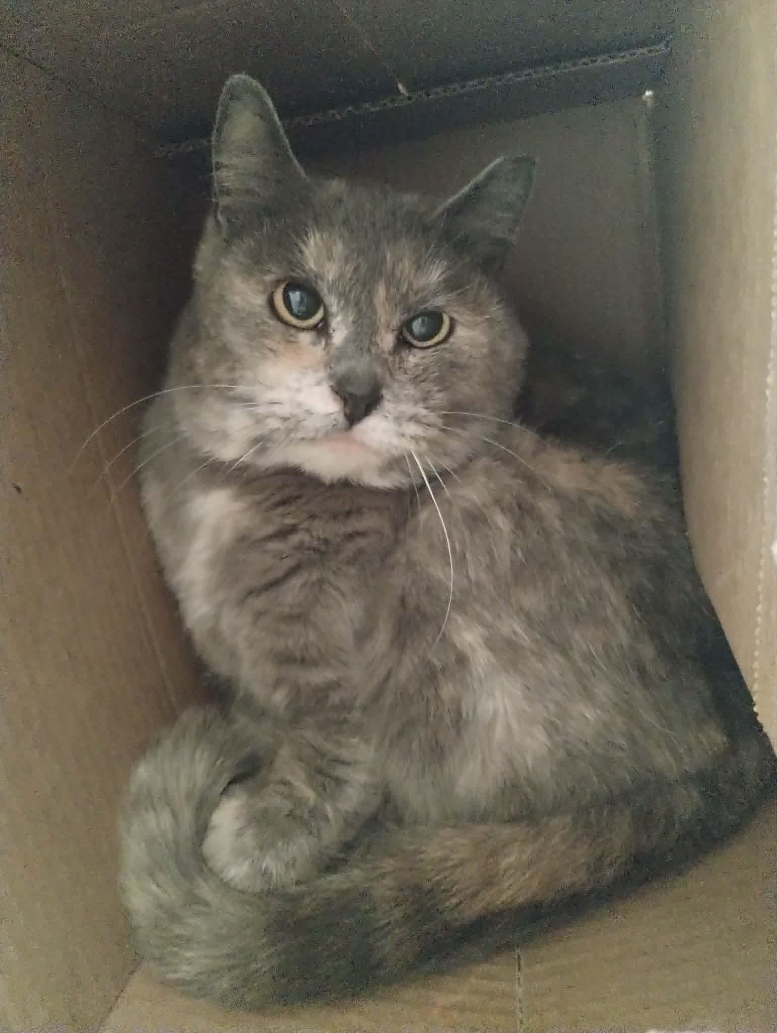 Enlarge Tori, a ADOPTABLE Domestic Short Hair in La Grande, OR image 1/6