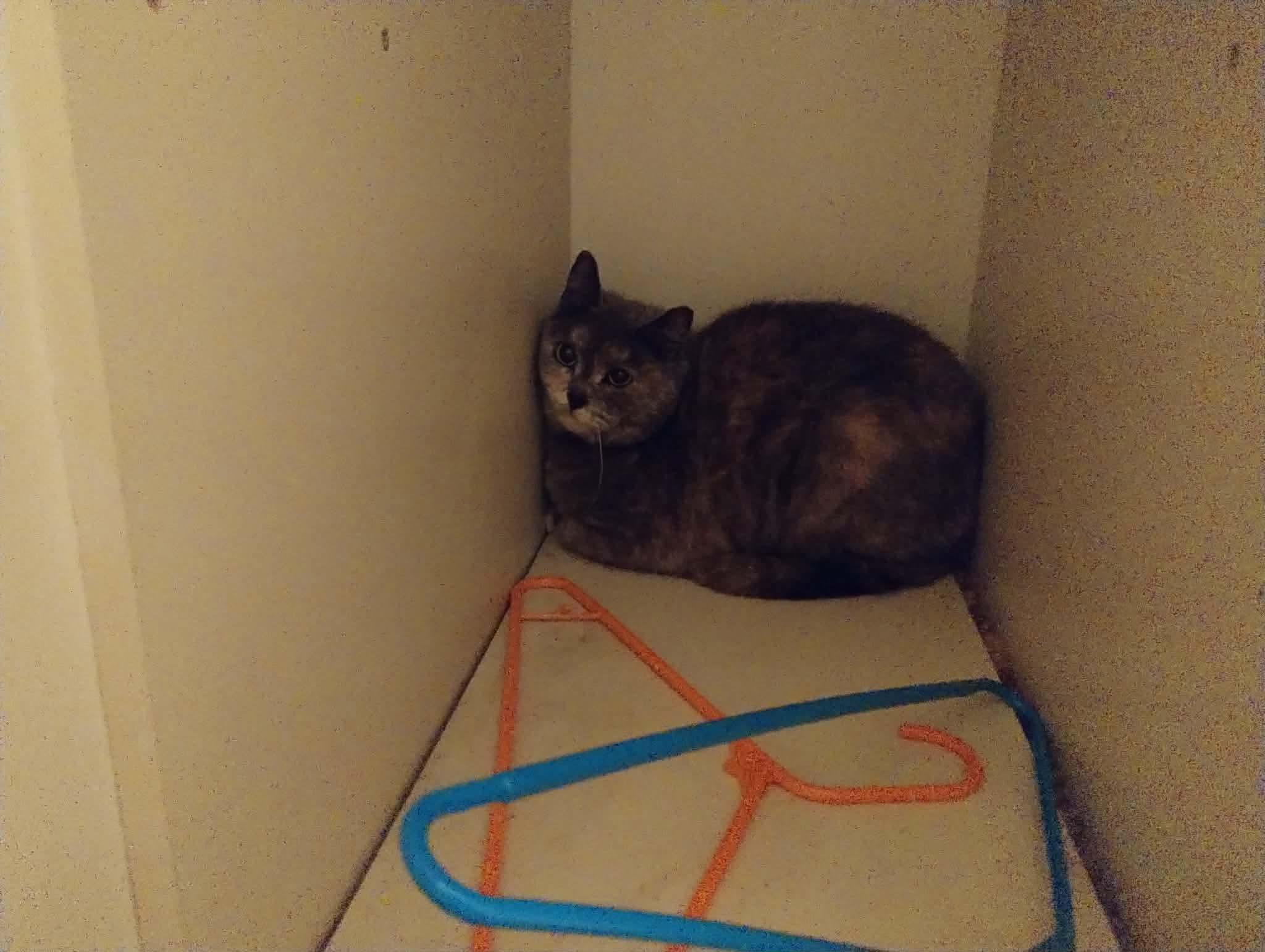 Enlarge Tori, a ADOPTABLE Domestic Short Hair in La Grande, OR image 3/6