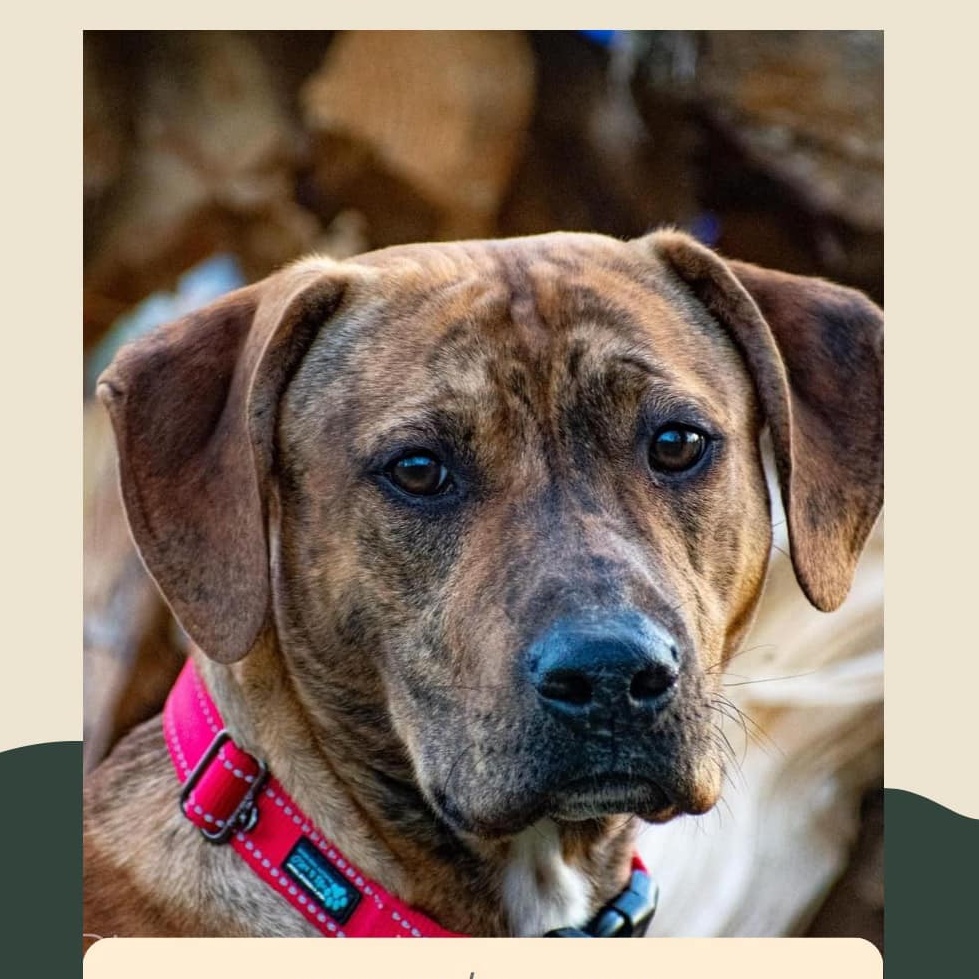 Enlarge Atlas, a Adopted mixed breed in Warsaw, IN image 1/1