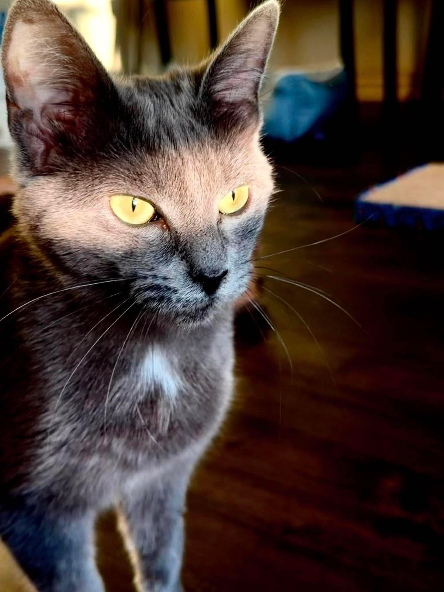 Sapphire, a Adoptable Domestic Short Hair in San Antonio, TX image 2/5