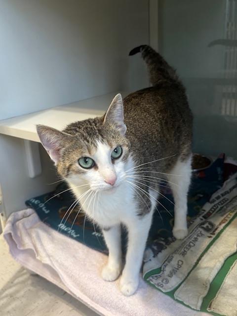Minnie, adopted, Adult Female Domestic Short Hair.
