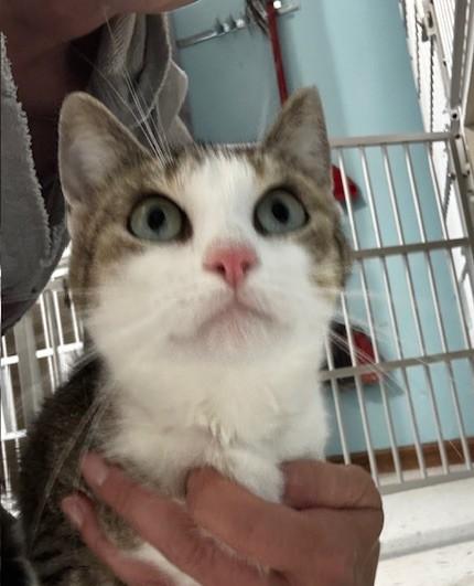 Enlarge Minnie, an adopted Domestic Short Hair in Hutchinson, MN image 3/5