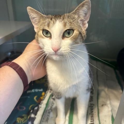 Enlarge Minnie, an adopted Domestic Short Hair in Hutchinson, MN image 5/5