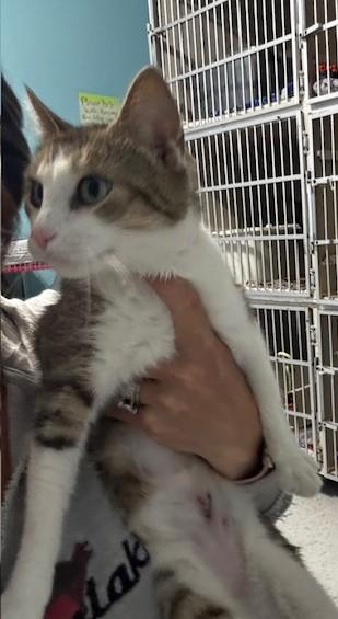 Enlarge Minnie, an adopted Domestic Short Hair in Hutchinson, MN image 4/5
