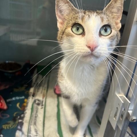 Enlarge Minnie, an adopted Domestic Short Hair in Hutchinson, MN image 2/5