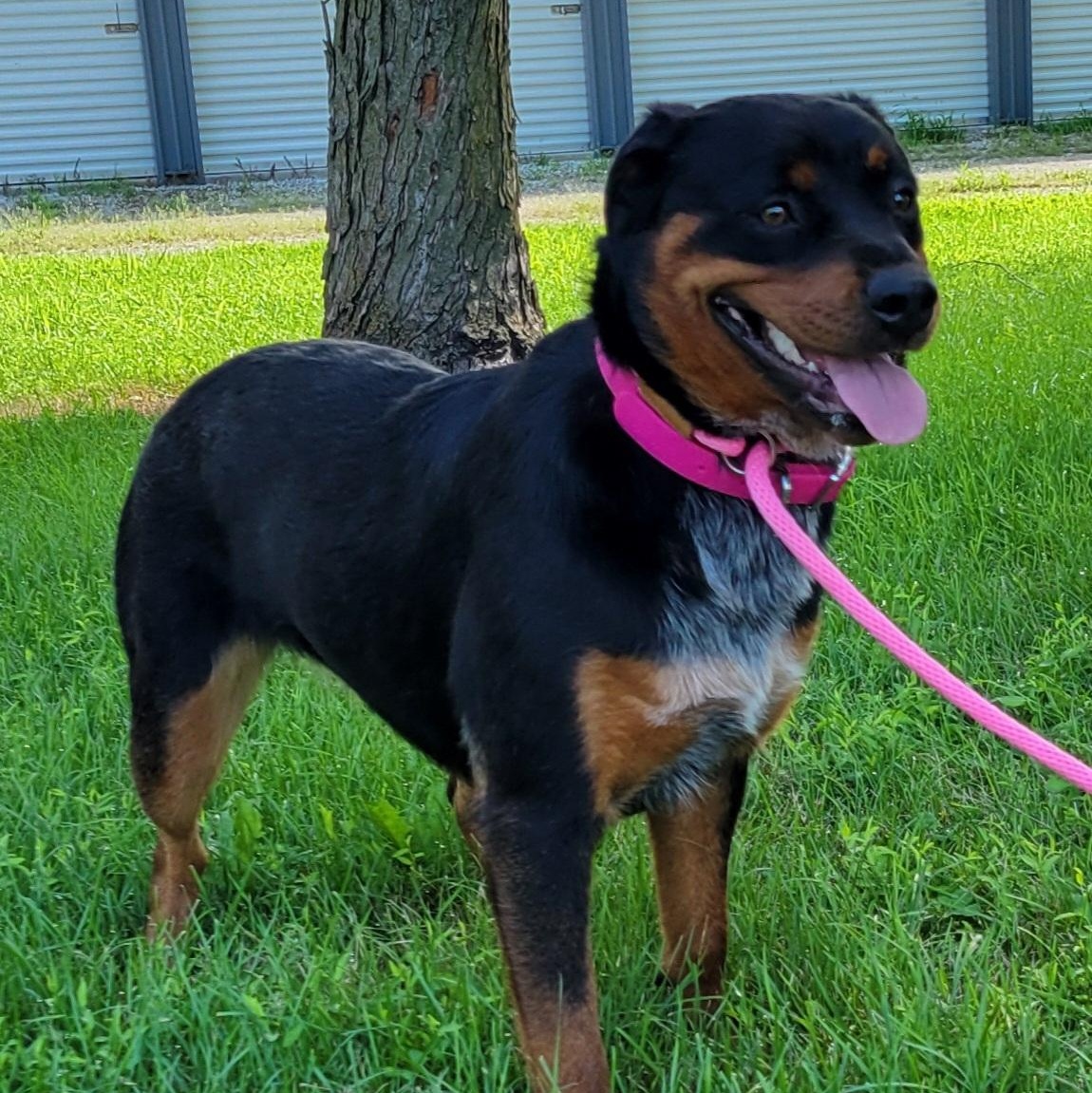 Enlarge Daisy, an adopted mixed breed in Lincoln, IL image 1/2