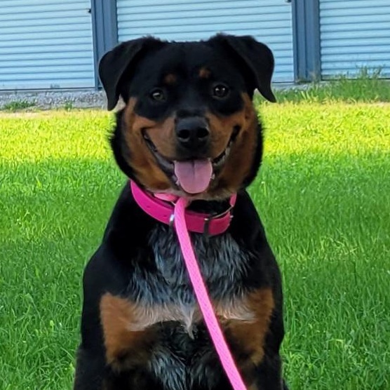 Enlarge Daisy, an adopted mixed breed in Lincoln, IL image 2/2
