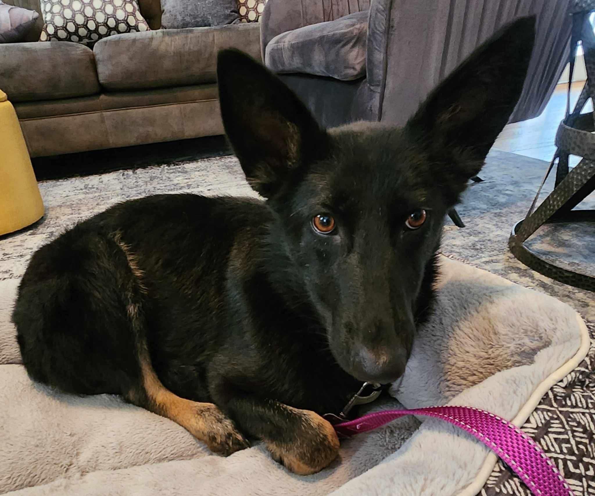 Enlarge Mabel, an adopted mixed breed in Highland, NY image 6/6