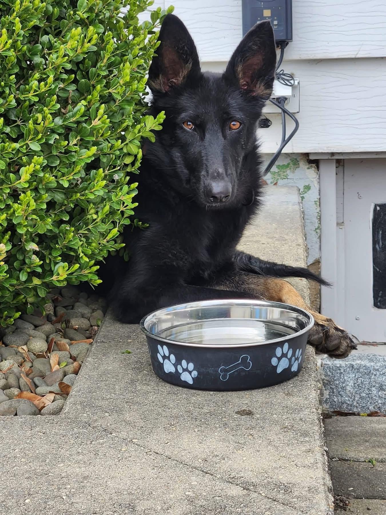 Enlarge Mabel, an adopted mixed breed in Highland, NY image 3/6