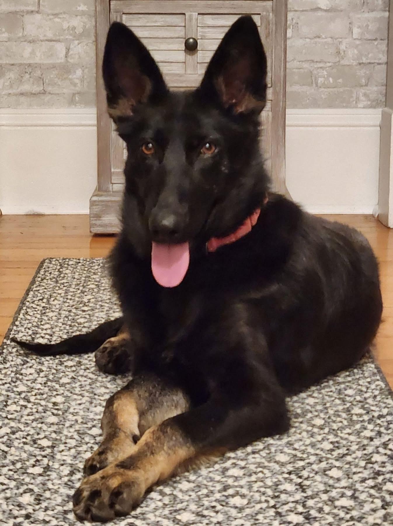 Enlarge Mabel, an adopted mixed breed in Highland, NY image 1/6