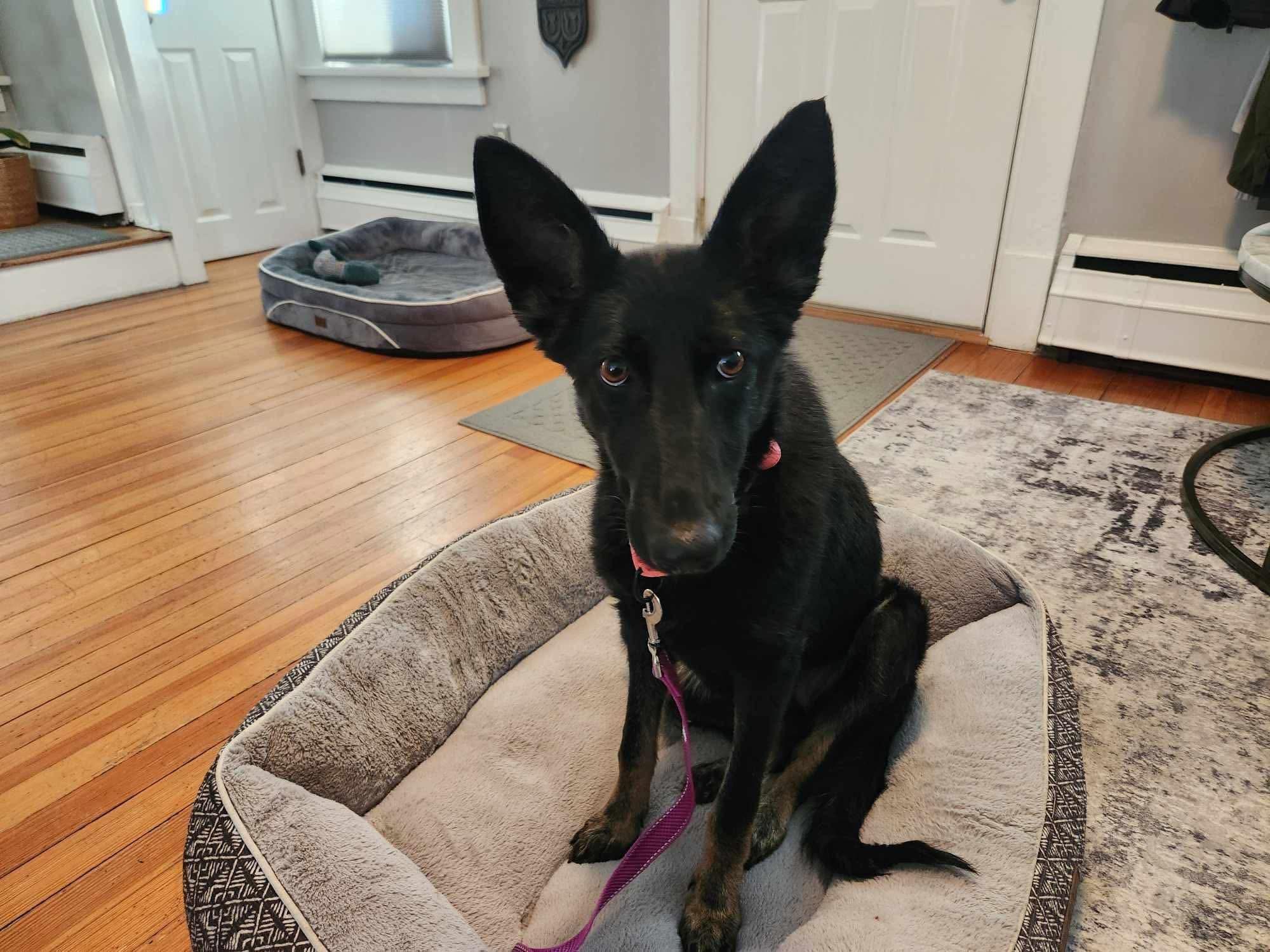 Enlarge Mabel, an adopted mixed breed in Highland, NY image 4/6