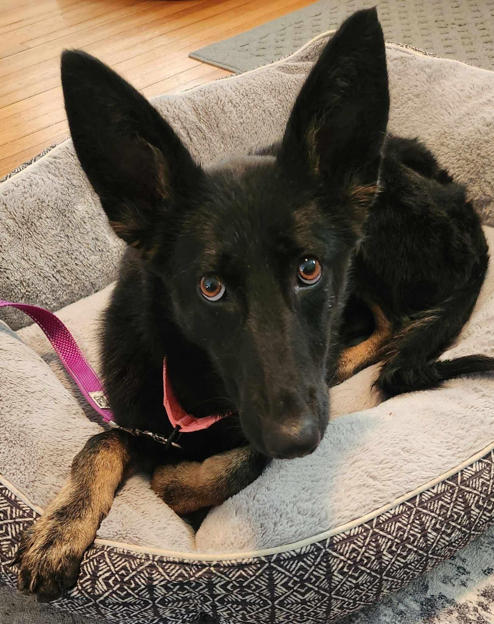 Enlarge Mabel, an adopted mixed breed in Highland, NY image 5/6