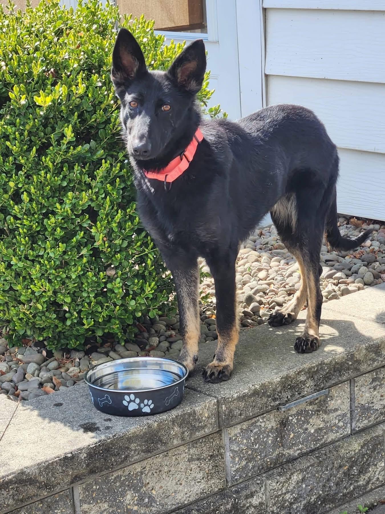 Enlarge Mabel, an adopted mixed breed in Highland, NY image 2/6