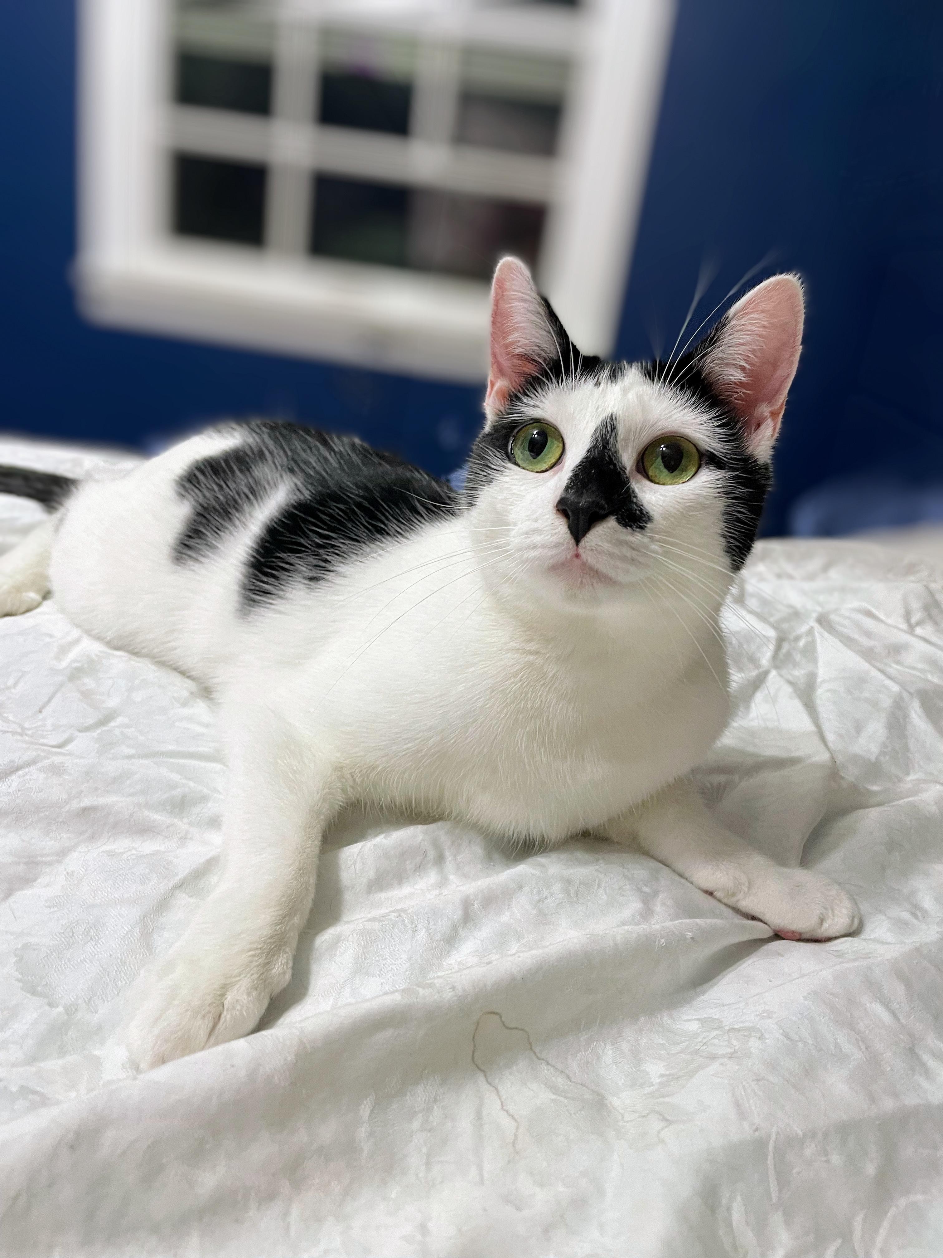 Enlarge Barbie, a Adoptable Domestic Short Hair in Syosset, NY image 1/3