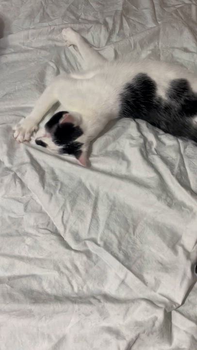 Enlarge Barbie, a Adoptable Domestic Short Hair in Syosset, NY video 3/3