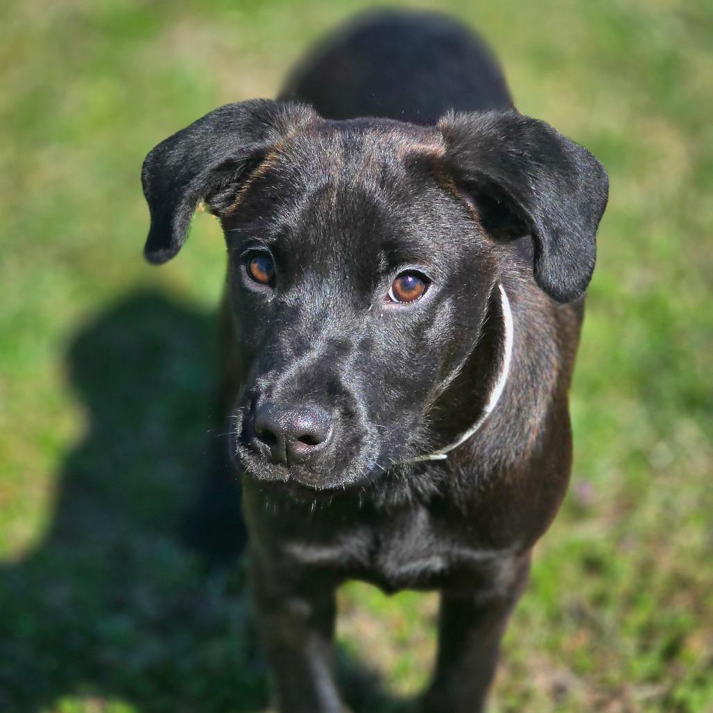 Gusto, Adoptable, Puppy Male Mixed Breed.