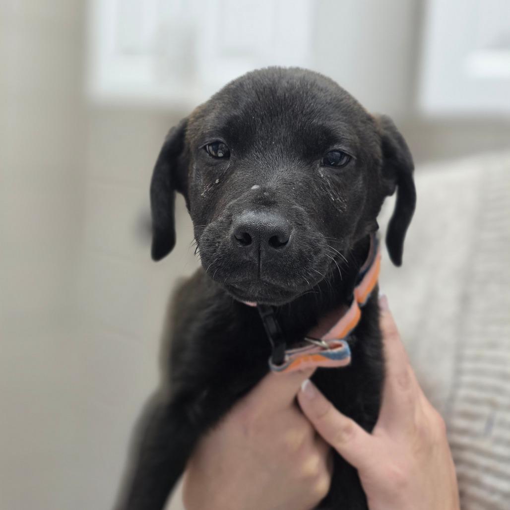 Gusto, Adoptable, Puppy Male Mixed Breed.