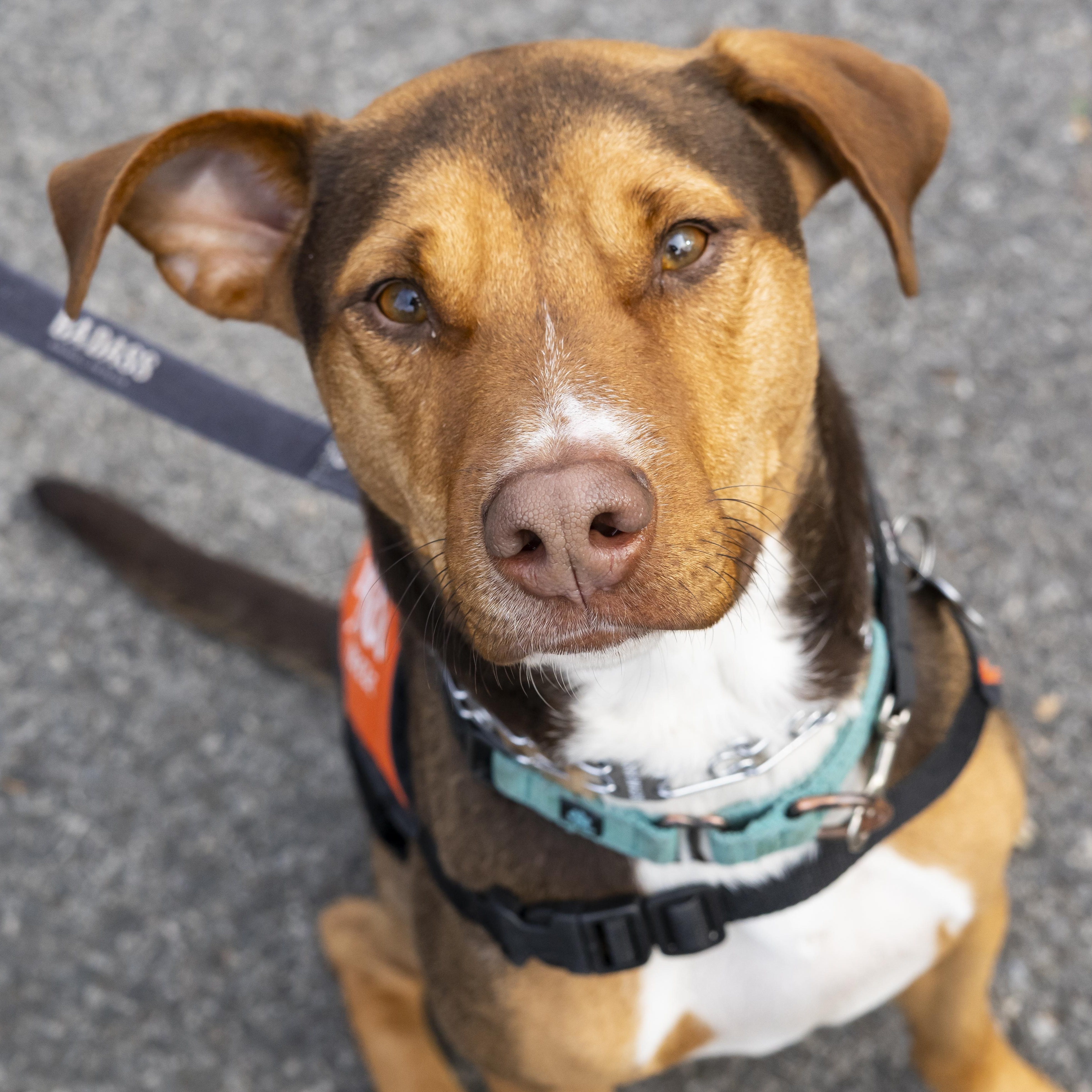 John Connor, a Adoptable mixed breed in Brooklyn, NY image 2/6