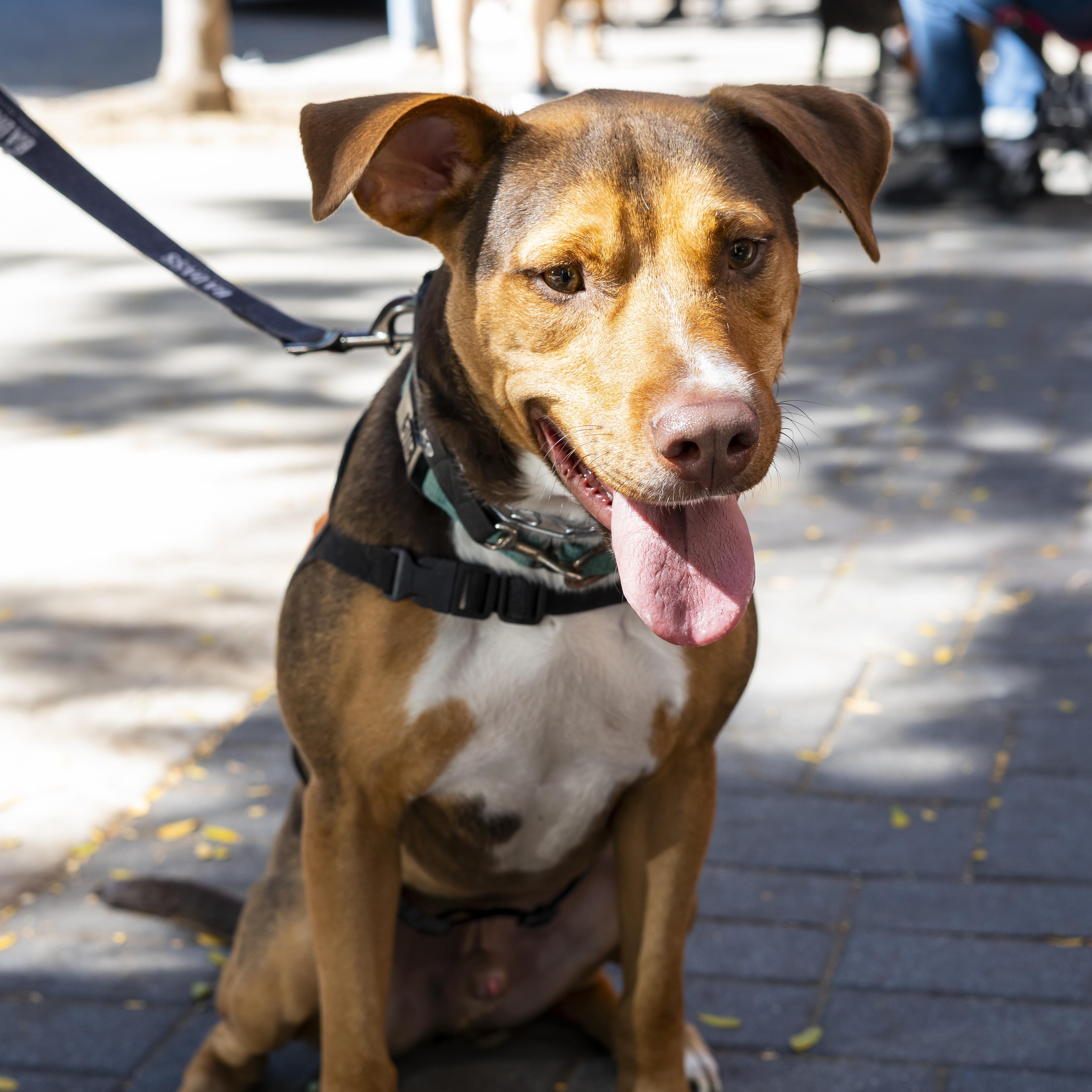 John Connor, a Adoptable mixed breed in Brooklyn, NY image 3/6