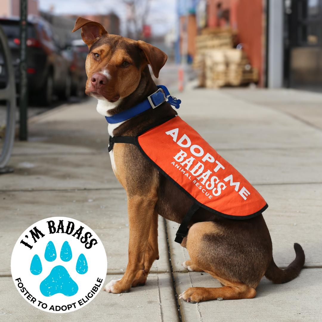 John Connor, a Adoptable mixed breed in Brooklyn, NY image 1/6