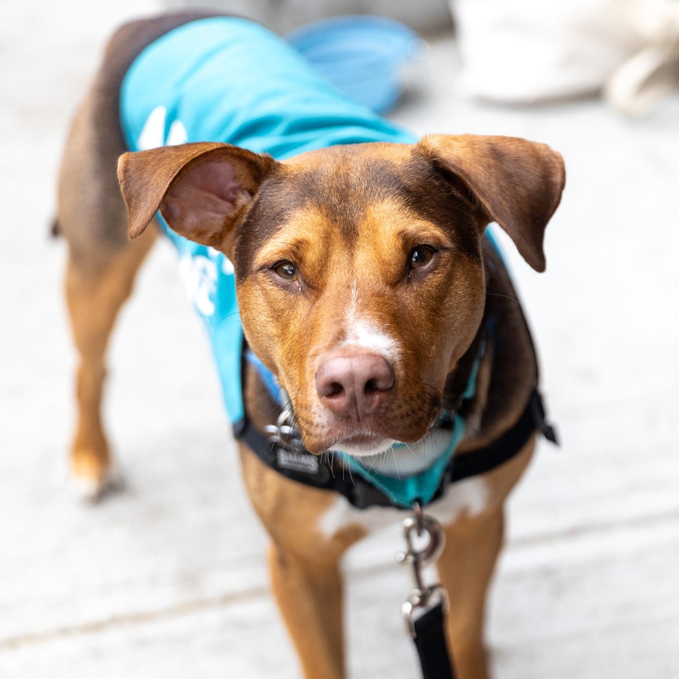 John Connor, a Adoptable mixed breed in Brooklyn, NY image 5/6