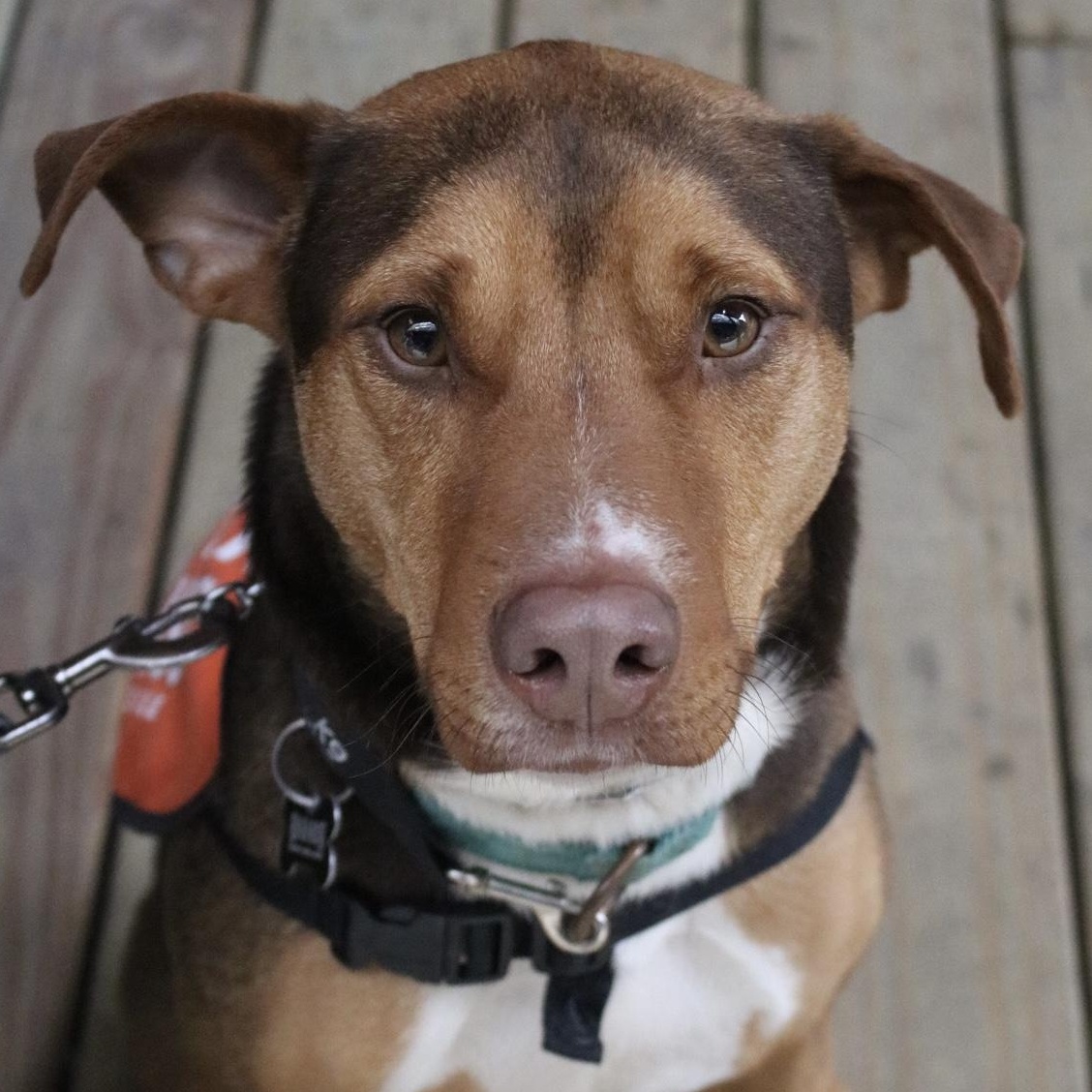 Enlarge John Connor, an adopted mixed breed in Brooklyn, NY image 6/6