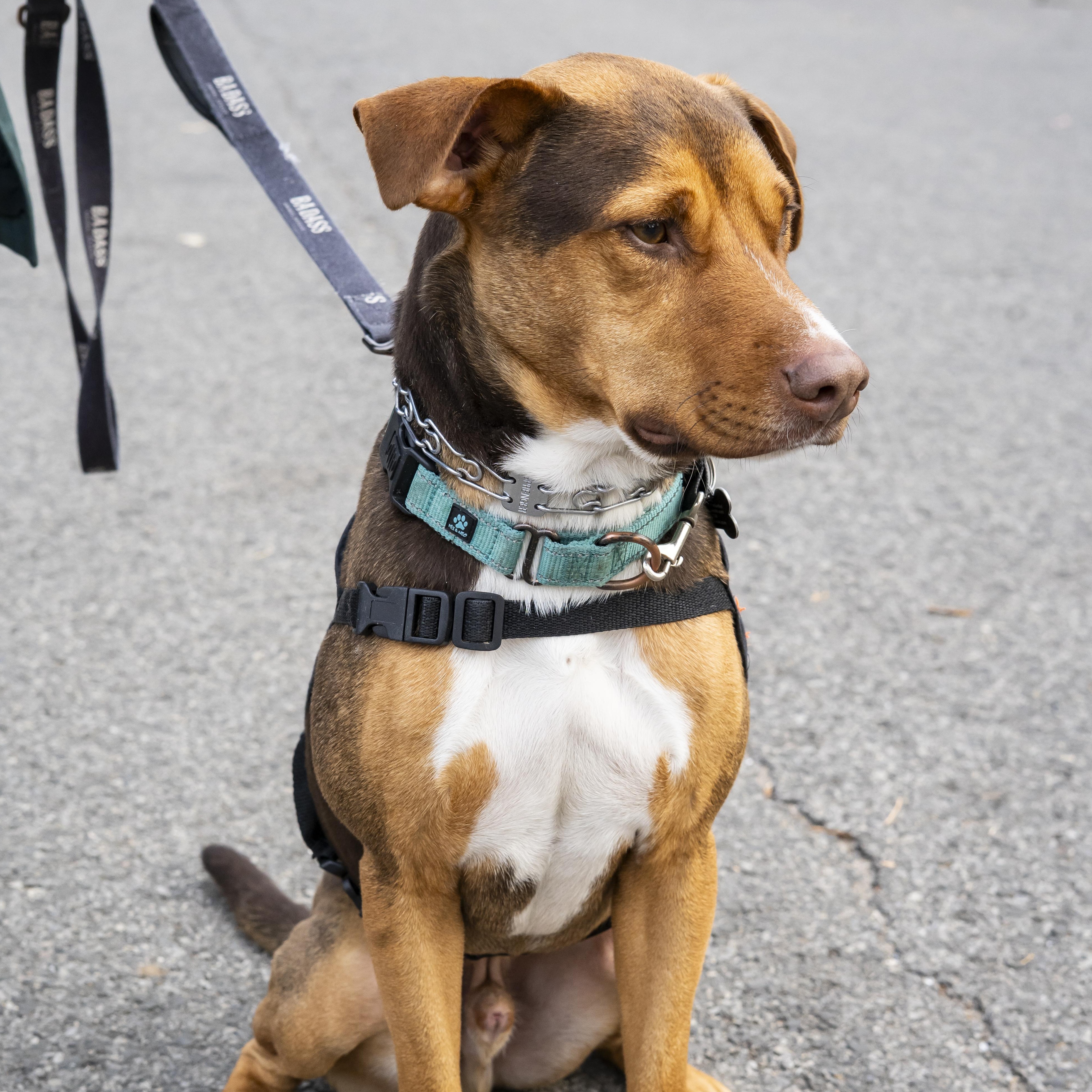 John Connor, a Adoptable mixed breed in Brooklyn, NY image 6/6