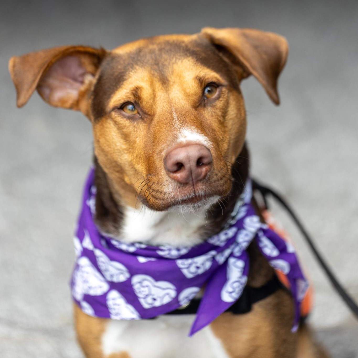 John Connor, a Adoptable mixed breed in Brooklyn, NY image 4/6