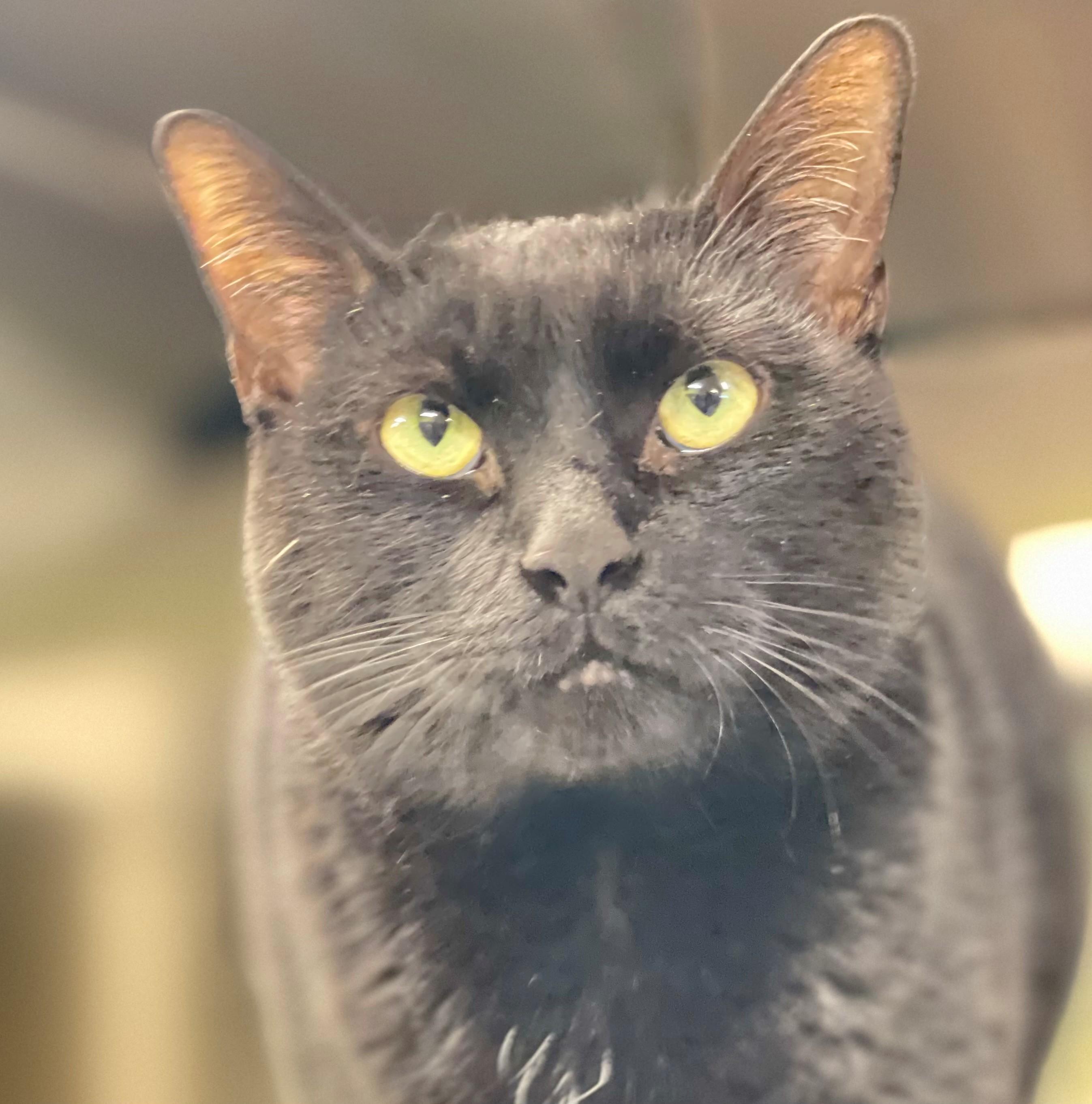 Oscar, adopted, Adult Male Domestic Short Hair.