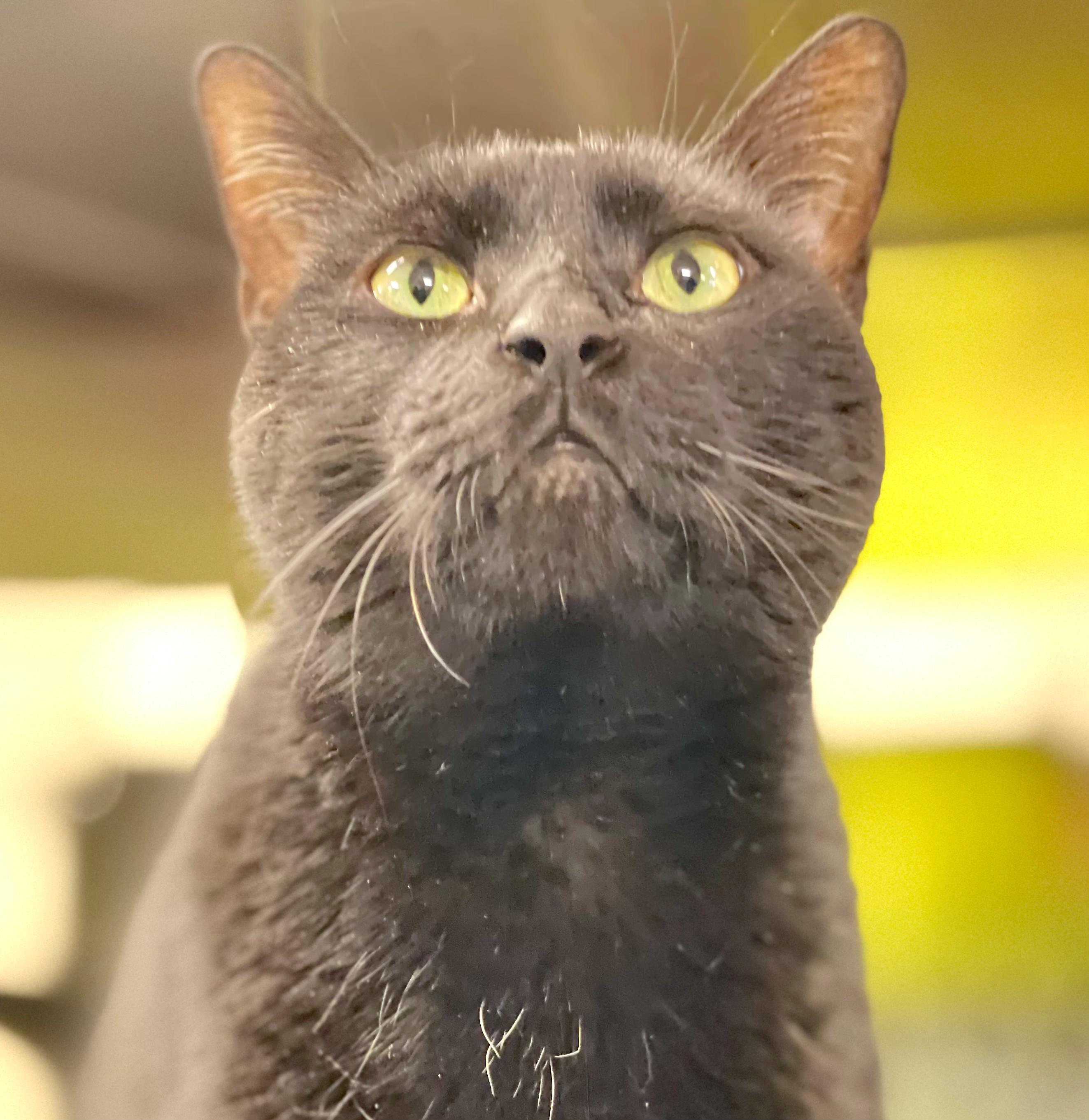 Enlarge Oscar, an adopted Domestic Short Hair in Hamilton, ON image 3/3