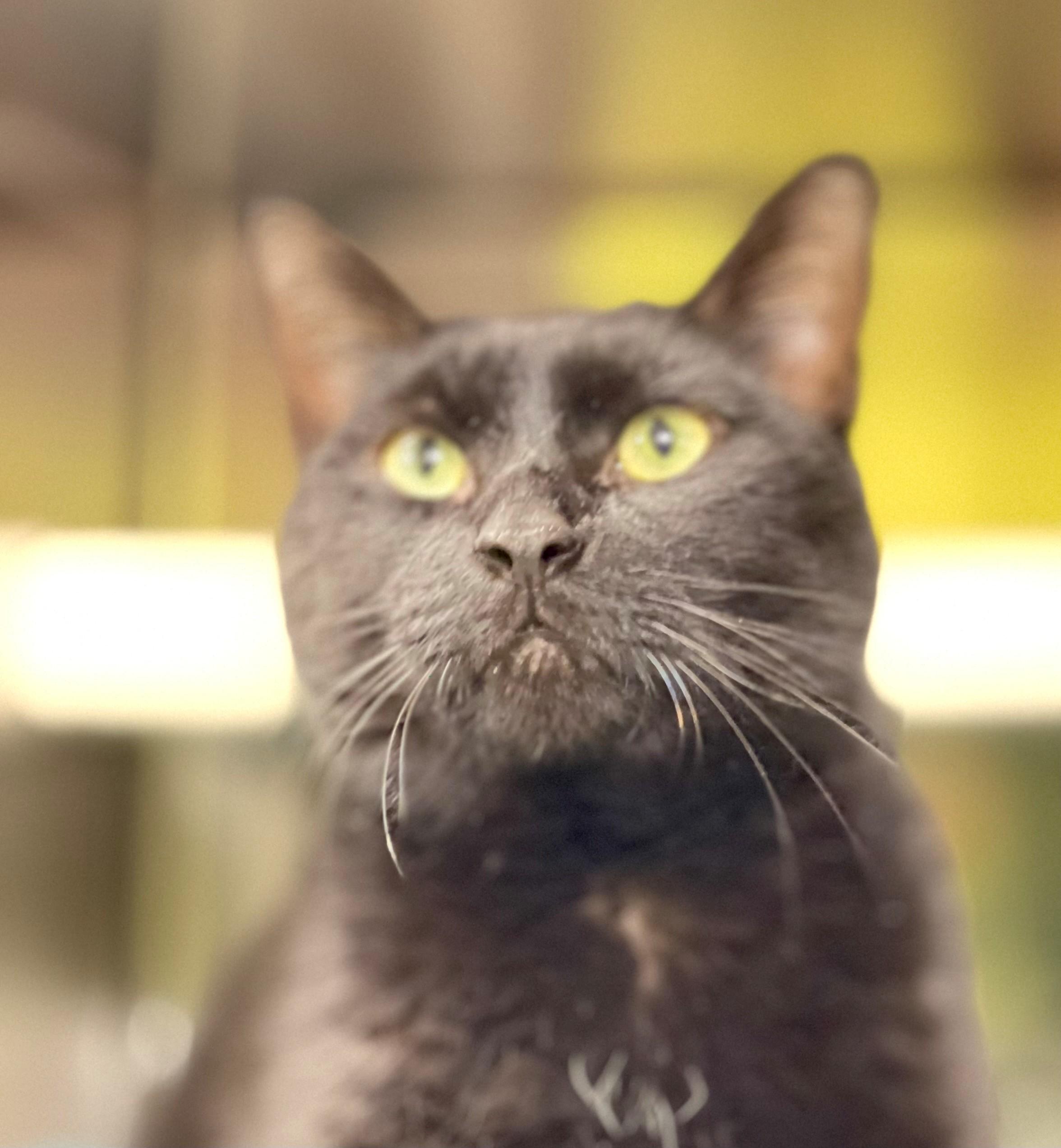 Enlarge Oscar, an adopted Domestic Short Hair in Hamilton, ON image 2/3