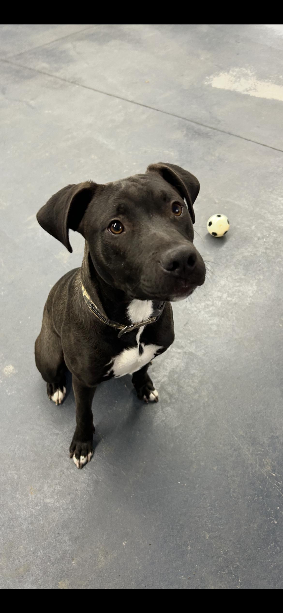 Enlarge Roscoe, a Adoptable mixed breed in Moravia, NY image 1/1