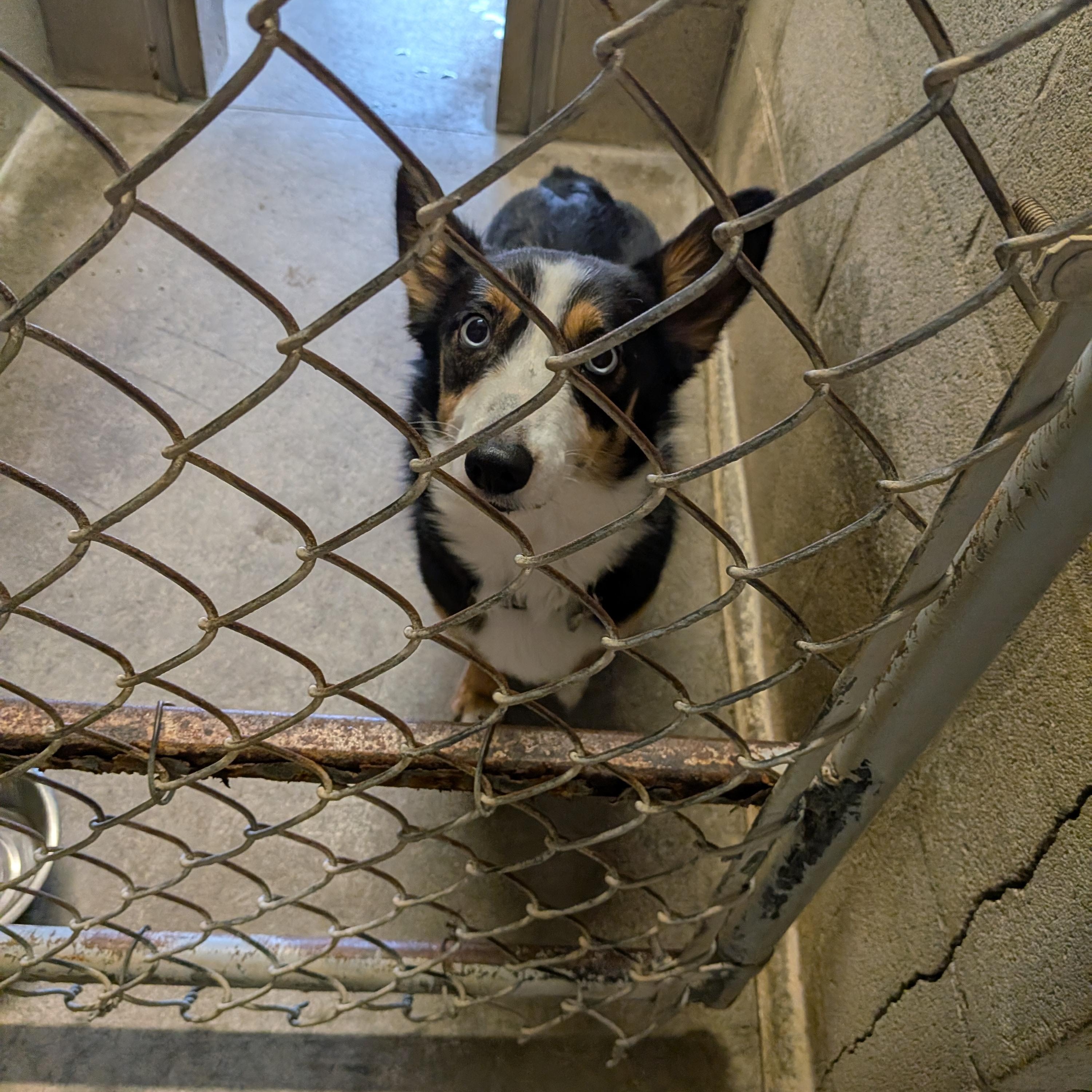 Riley, adopted, Young Female Cardigan Welsh Corgi & Australian Shepherd.