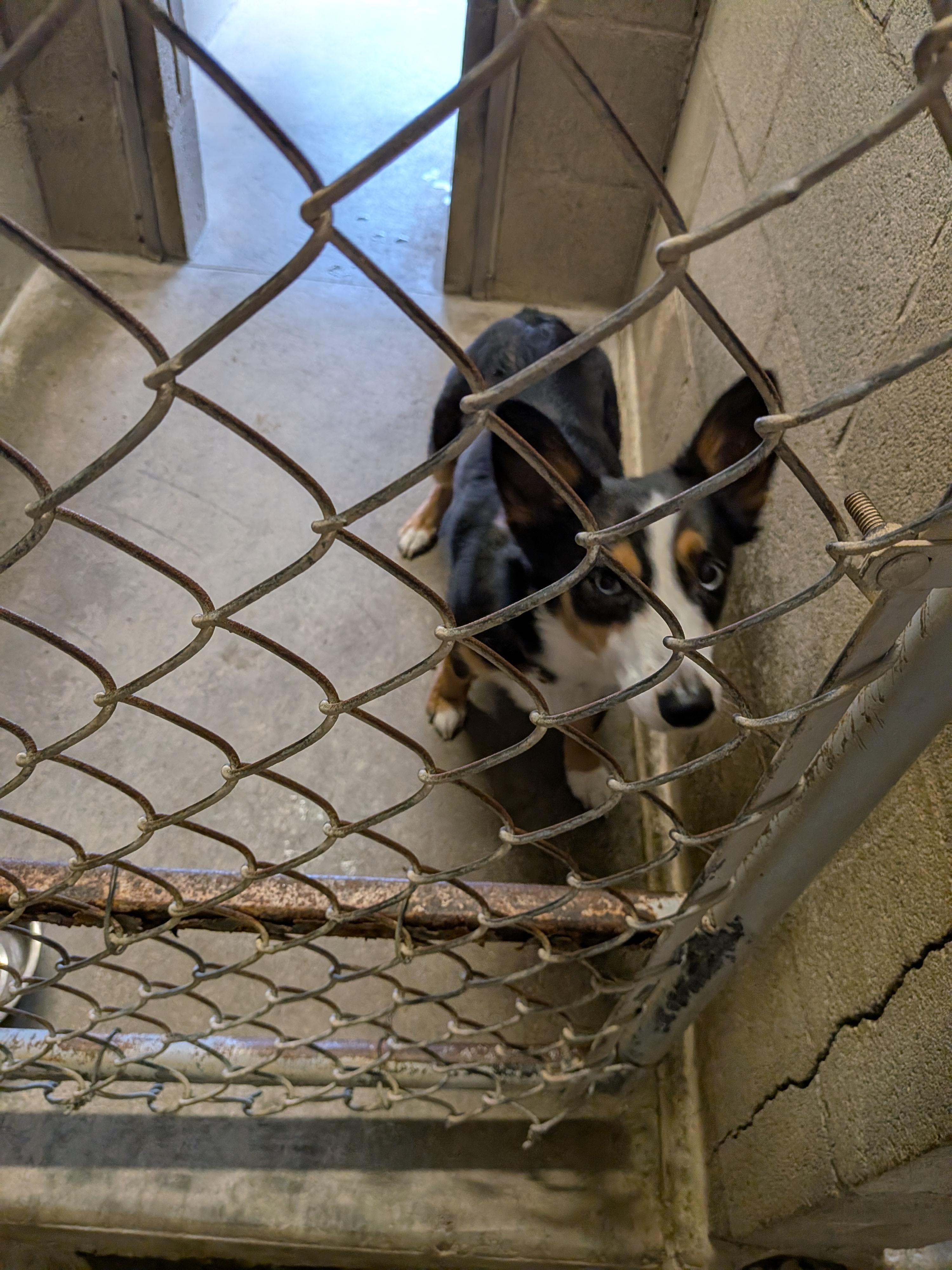 Enlarge Riley, an adopted mixed breed in Hermiston, OR image 3/4