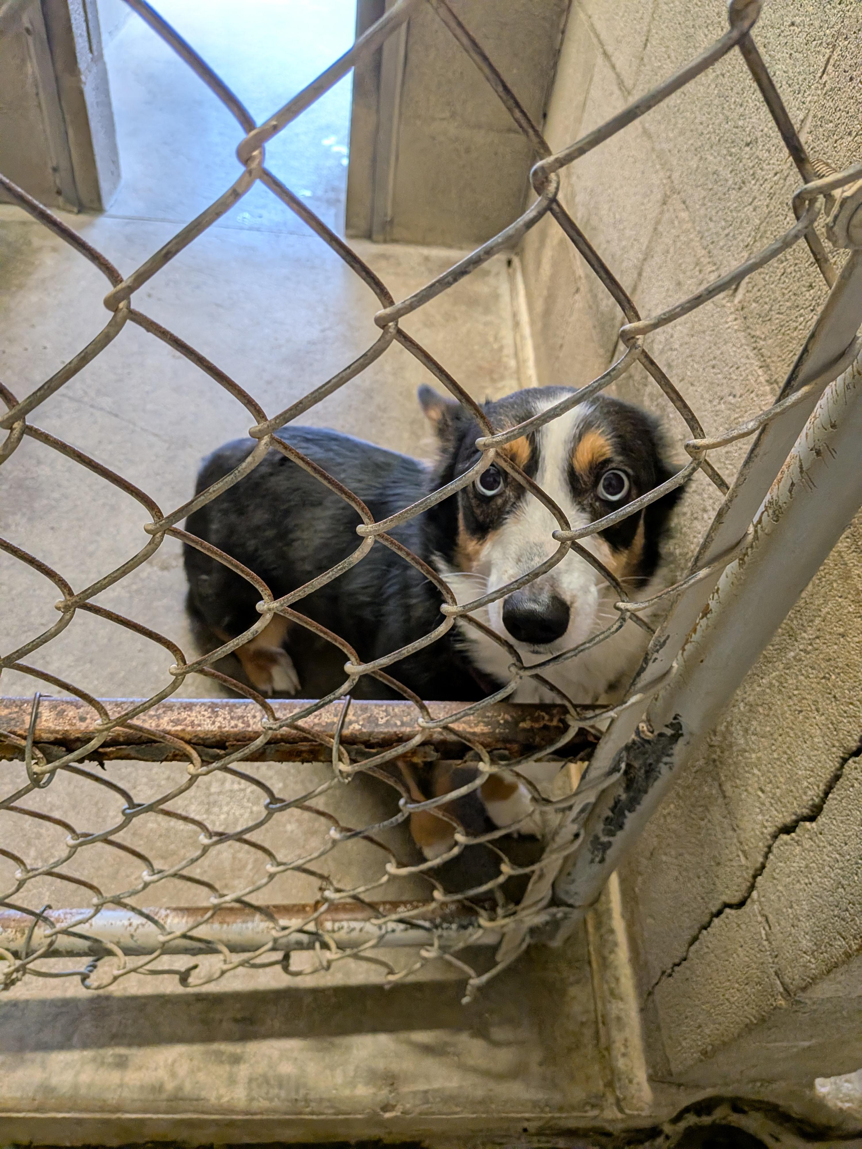 Enlarge Riley, an adopted mixed breed in Hermiston, OR image 4/4