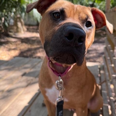 Madison, ADOPTABLE, Young Female Mixed Breed.