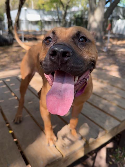 Enlarge Madison, a ADOPTABLE mixed breed in Charleston, SC image 2/2