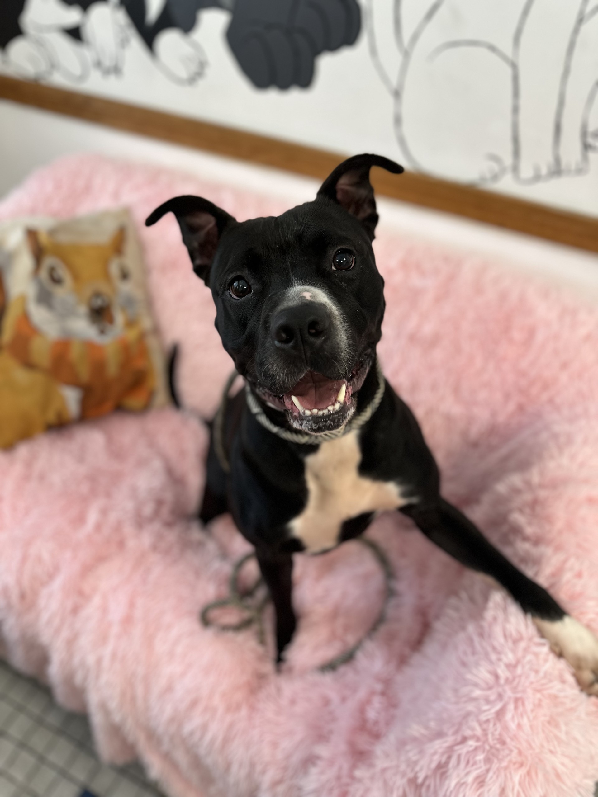 Ivy, Adoptable, Adult Female Pit Bull Terrier.