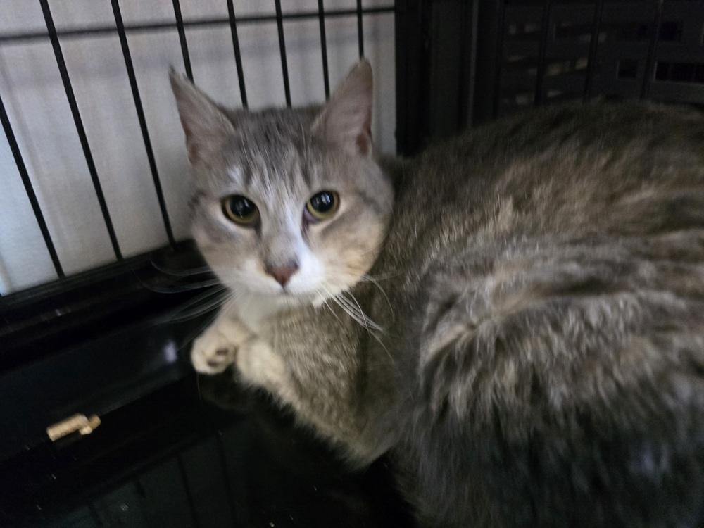 BARNEY, Adopted, Adult Male Domestic Short Hair.