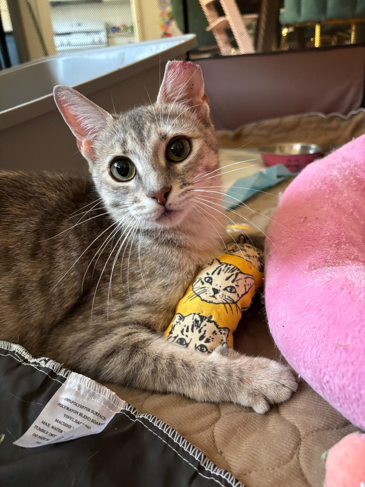 Rosie Posie, ADOPTABLE, Young Female Domestic Short Hair.