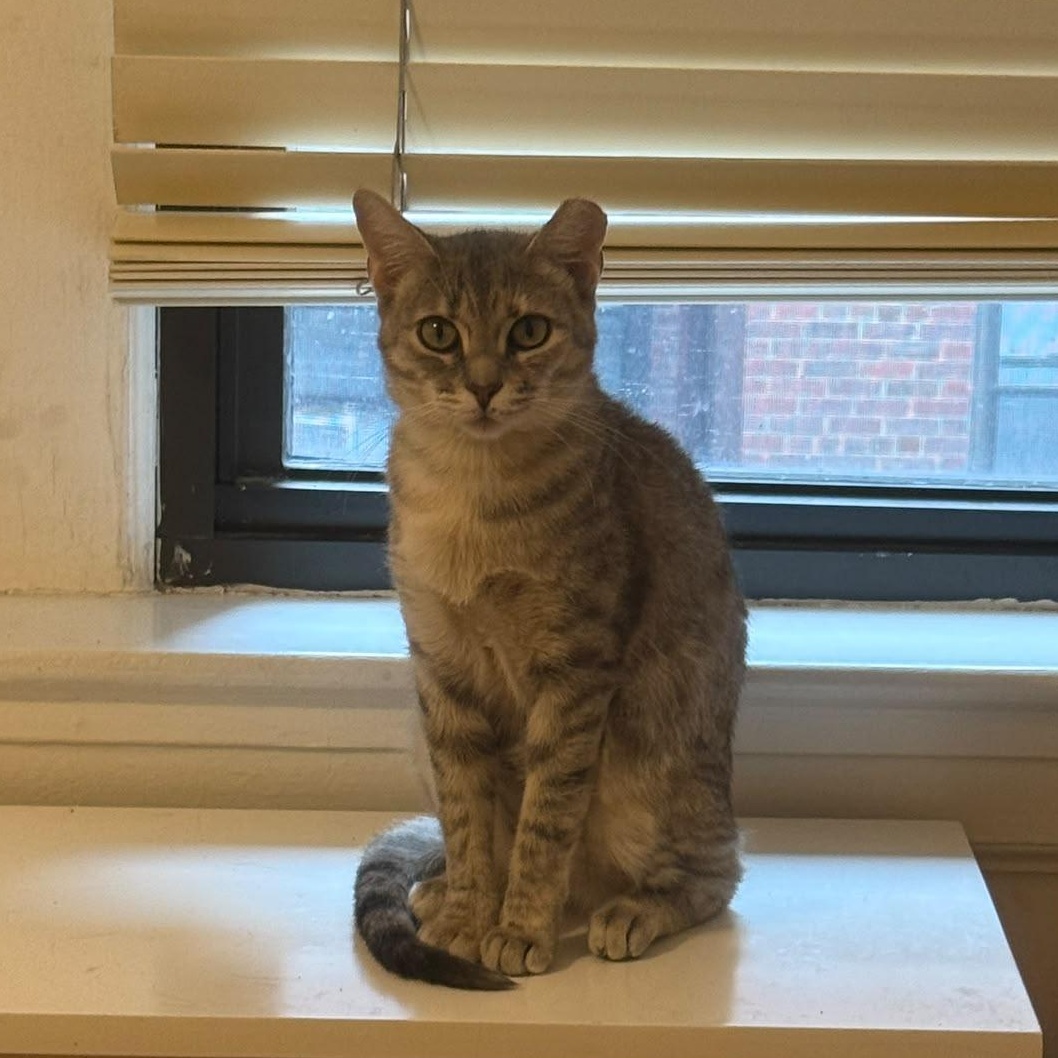 Enlarge Rosie Posie, a ADOPTABLE Domestic Short Hair in Fort Belvoir, VA image 4/6