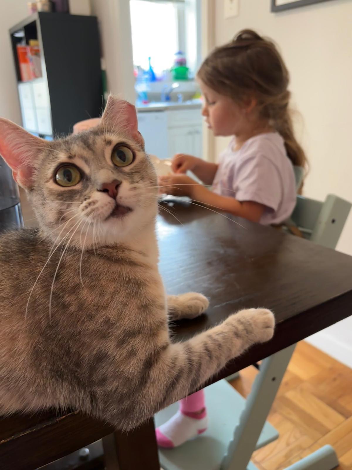 Enlarge Rosie Posie, a Adoptable Domestic Short Hair in Fort Belvoir, VA image 5/6