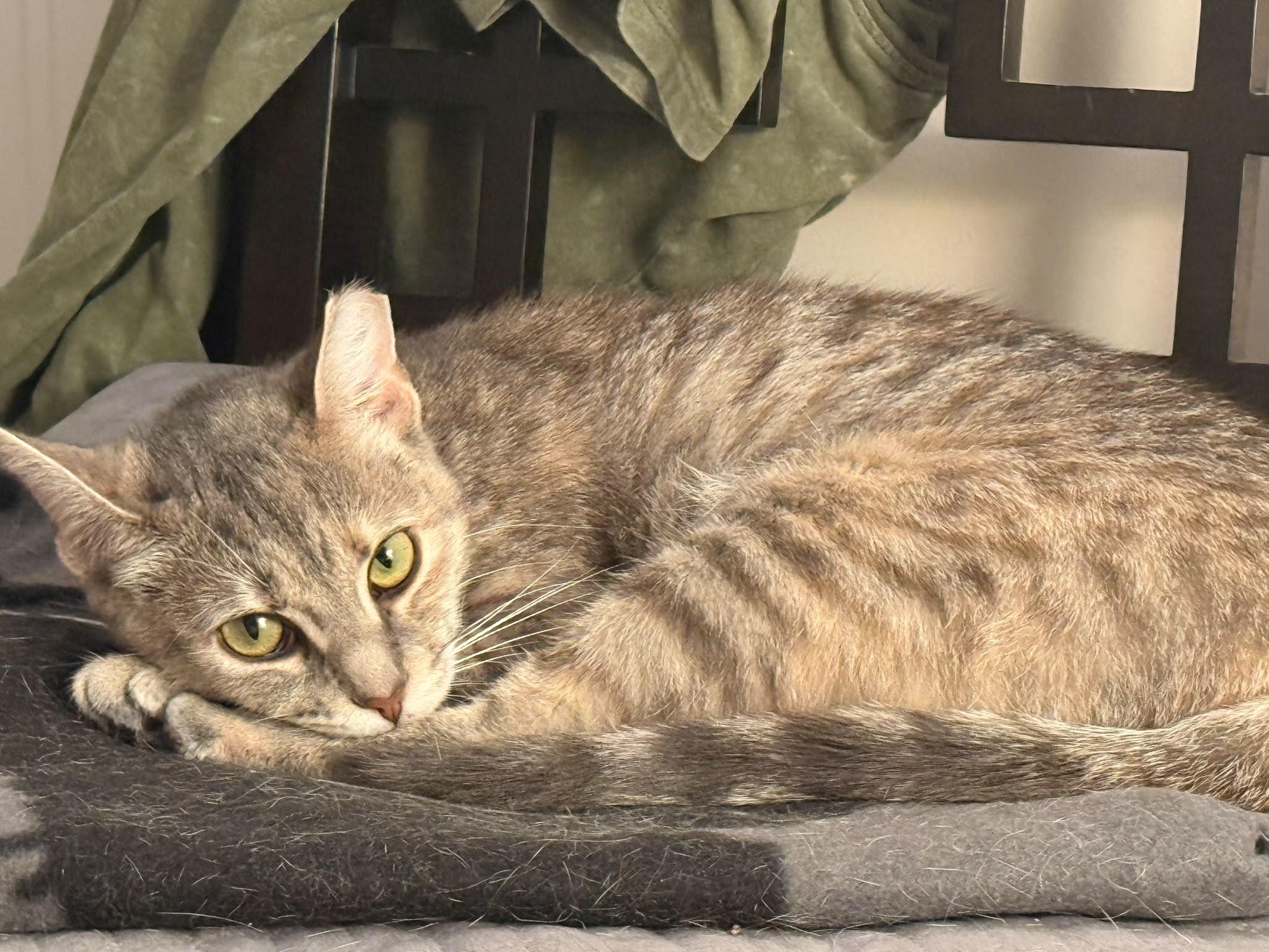 Enlarge Rosie Posie, a ADOPTABLE Domestic Short Hair in Fort Belvoir, VA image 5/6