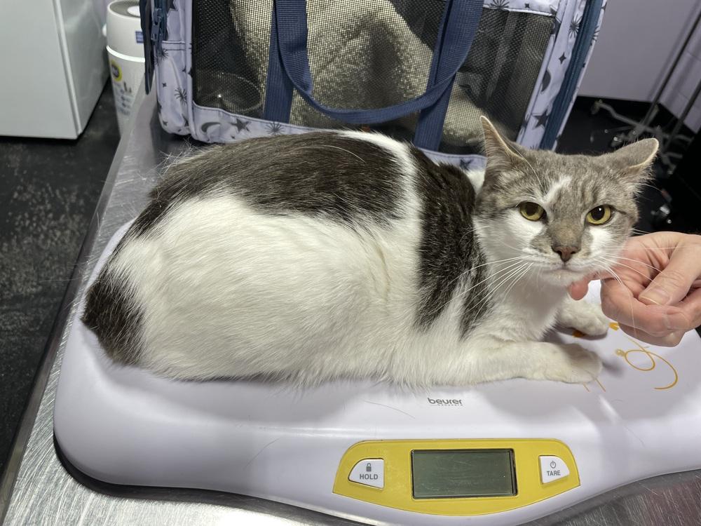 Kamala, Adoptable, Adult Female Domestic Short Hair.