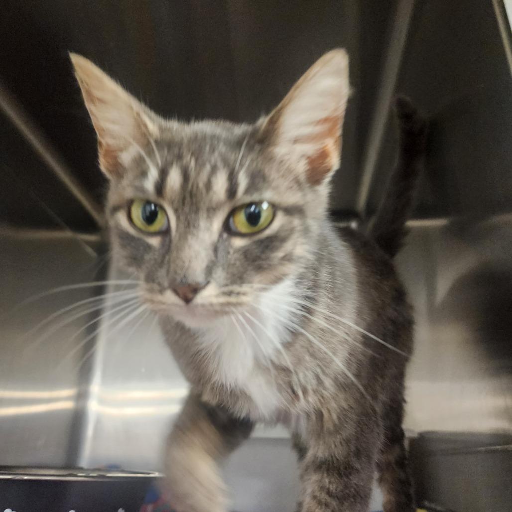Daffy, Adoptable, Young Female Domestic Short Hair.
