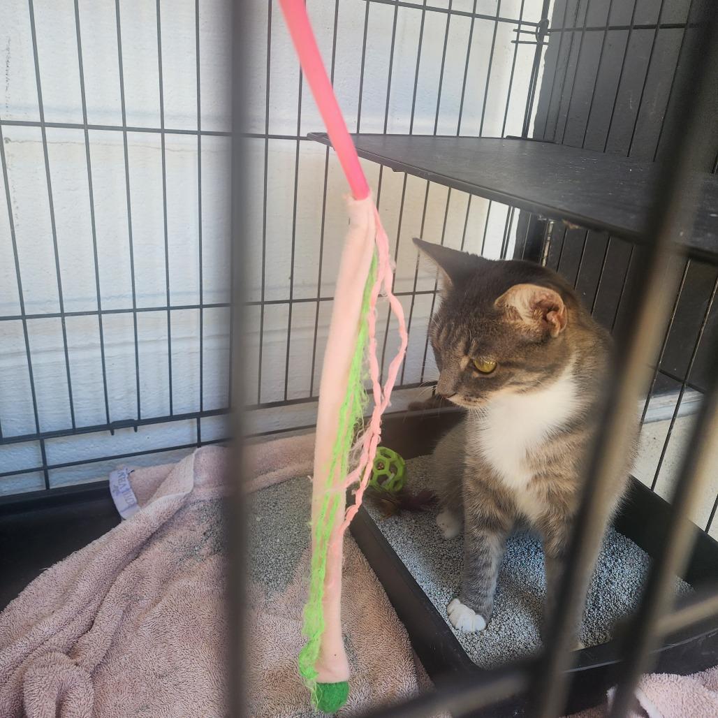 Enlarge Daffy, a Adoptable Domestic Short Hair in Evensville, TN image 2/6