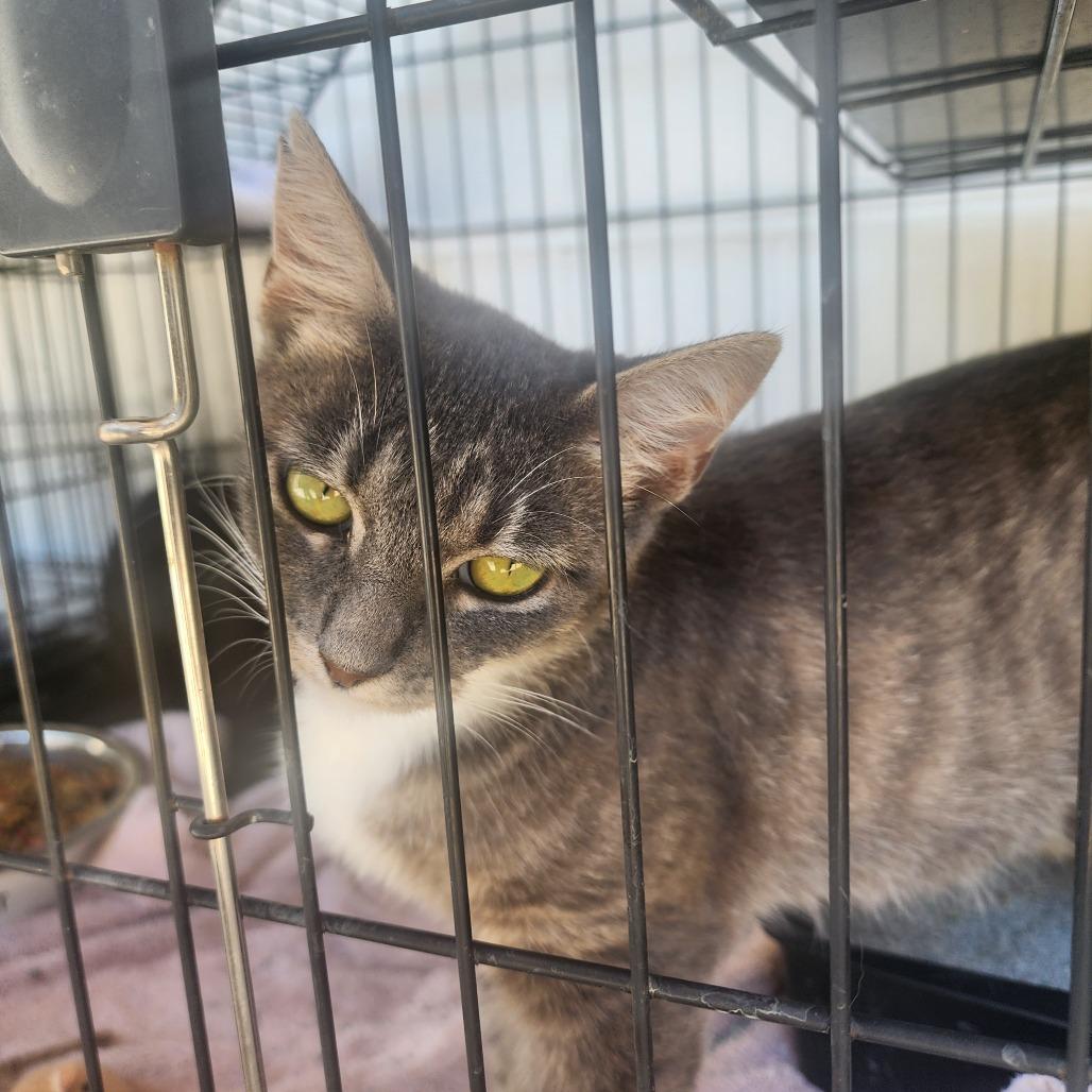Enlarge Daffy, a Adoptable Domestic Short Hair in Evensville, TN image 3/6