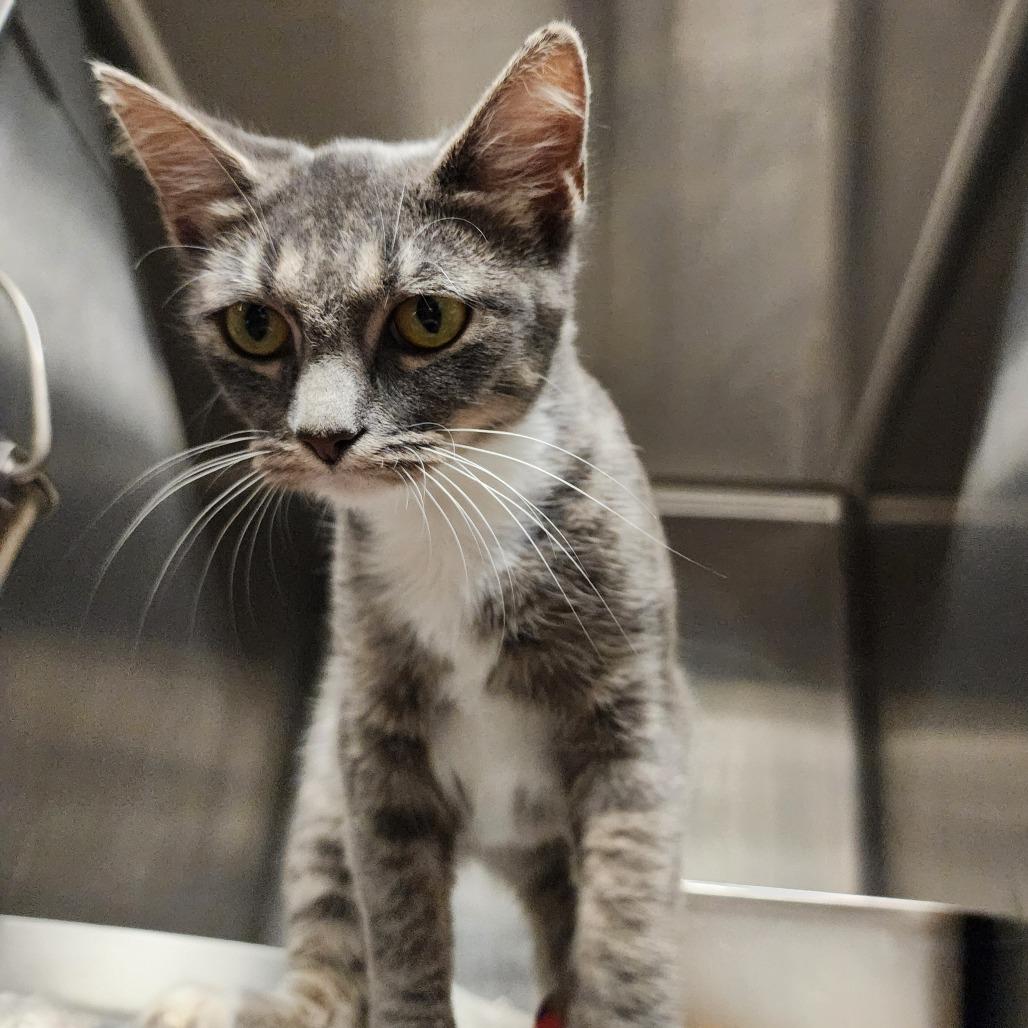 Enlarge Daffy, a Adoptable Domestic Short Hair in Evensville, TN image 4/6