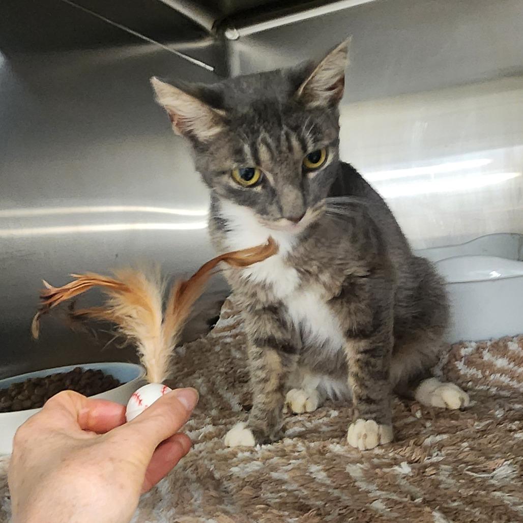 Enlarge Daffy, a Adoptable Domestic Short Hair in Evensville, TN image 5/6