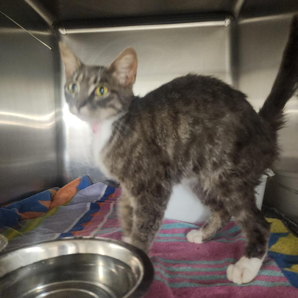 Enlarge Daffy, a Adoptable Domestic Short Hair in Evensville, TN image 6/6